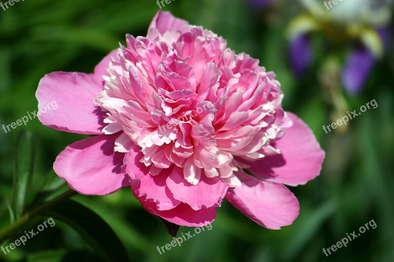 Peony Garden Blossom Bloom Pink