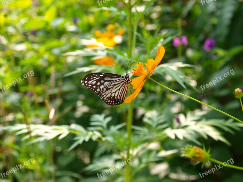 Butterfly Nature Butterfly Garden Garden Flower