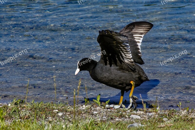 Coot Black Bird Water Bird Waters