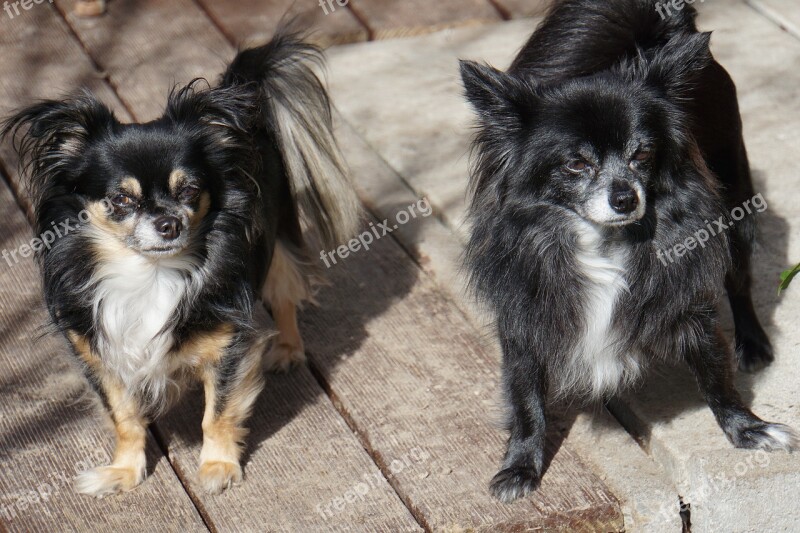 Chihuahua Double Pack Dogs Pet Rudel Curious