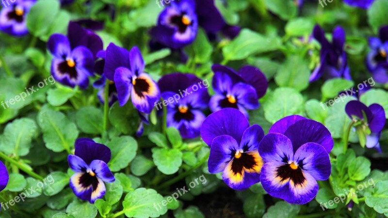 Pansy Spring Flowers Easter Spring Flower