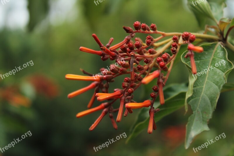 Flower Unedited Nature Spring Free Photos