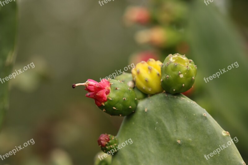 Prickly Pear Cactus Cactus Plant Nature Bloom