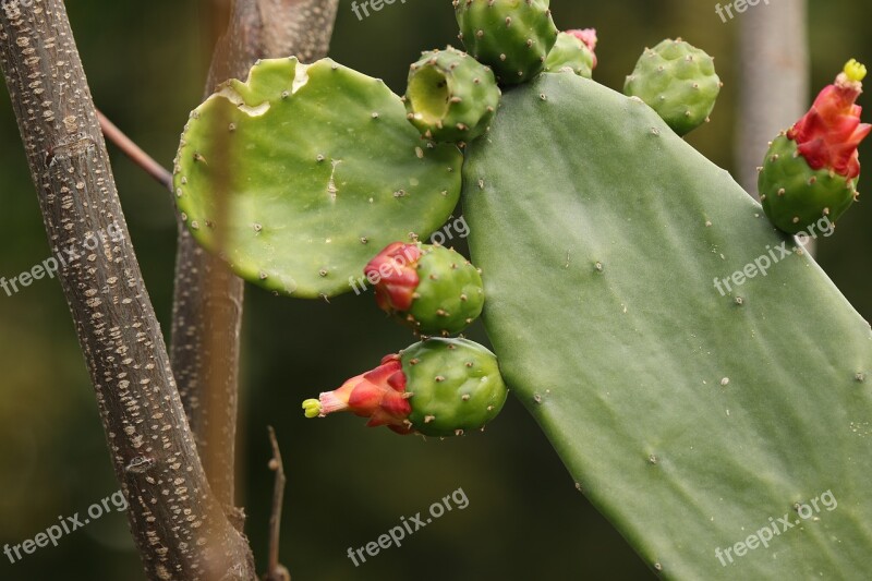 Plant Prickly Pear Cactus Flower Bloom Mediterranean