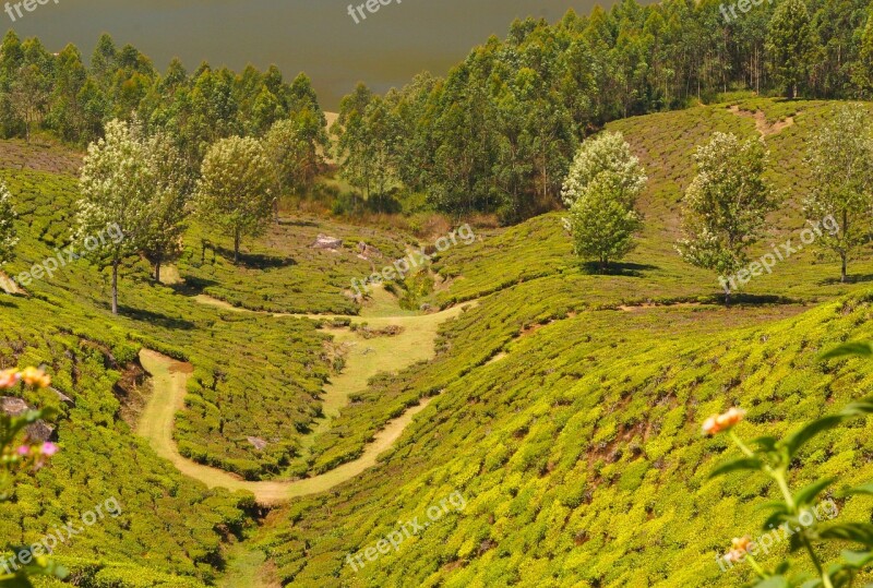 Tea Plantation Mountain Agriculture Leaves Field