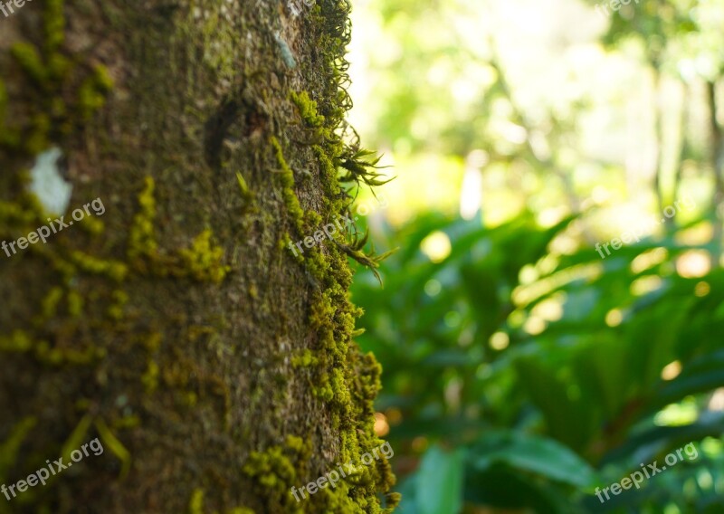 Tree Stem Green Leaves Oak