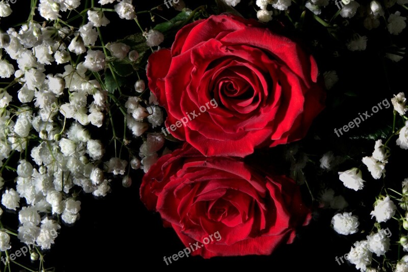 Flower Rose Red Petals Mirror