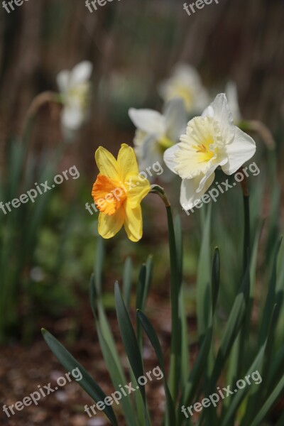 Narcissus Spring Flowers Nature Plants