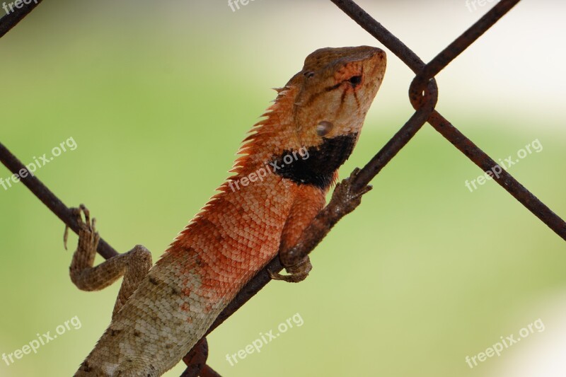 Lizard Animal Reptile Iguana Nature