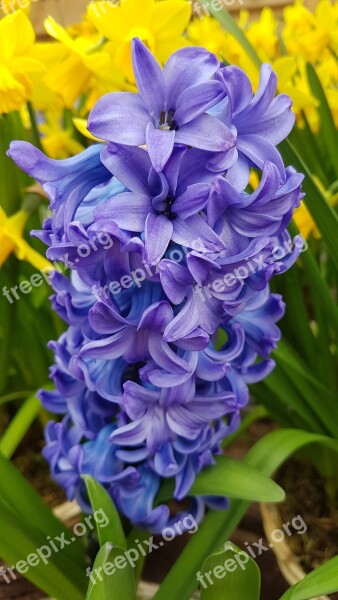 Hyacinth Flower Spring Fragrant Hyacinthus