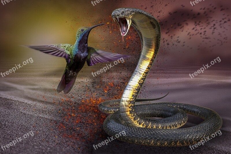 Fantasy Hummingbird Cobra Snake Desert