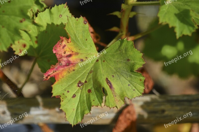 Leaf Wild Plant Flowering Nature