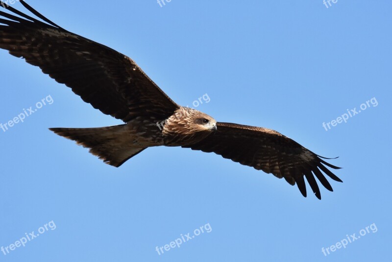 Animal Sky Bird Wild Birds Raptor