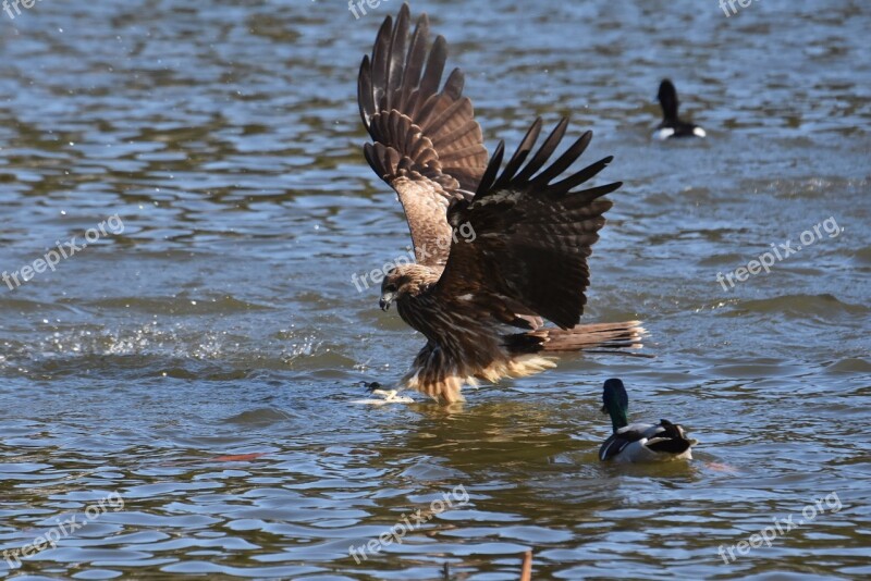 Animal Lake Bird Wild Birds Raptor