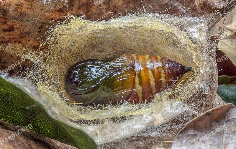 Moth Pupa Cocoon Transformation Insect