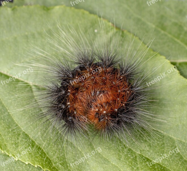 Caterpillar Larva Moth Garden-tiger Insect