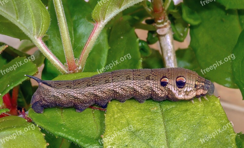 Caterpillar Larva Moth Elephant-hawk-moth Insect