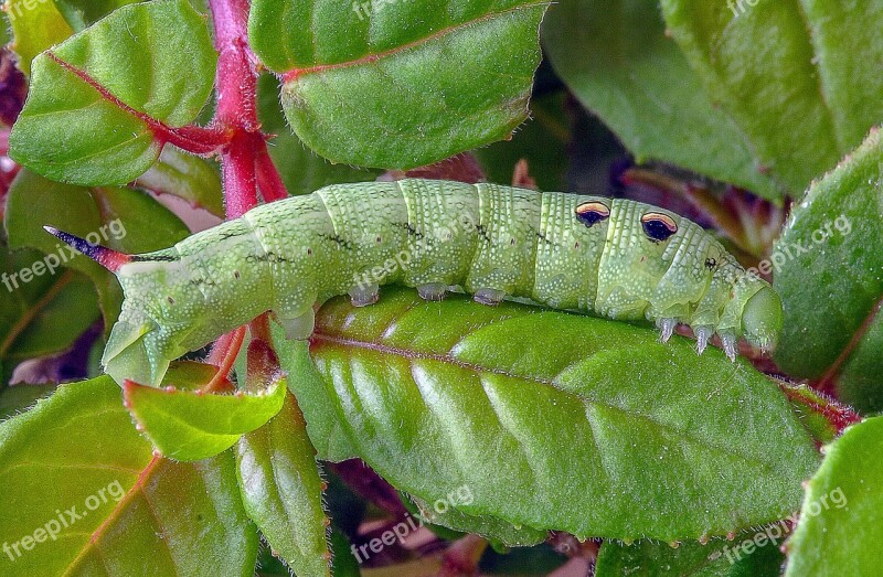 Caterpillar Larva Moth Elephant-hawk-moth Insect