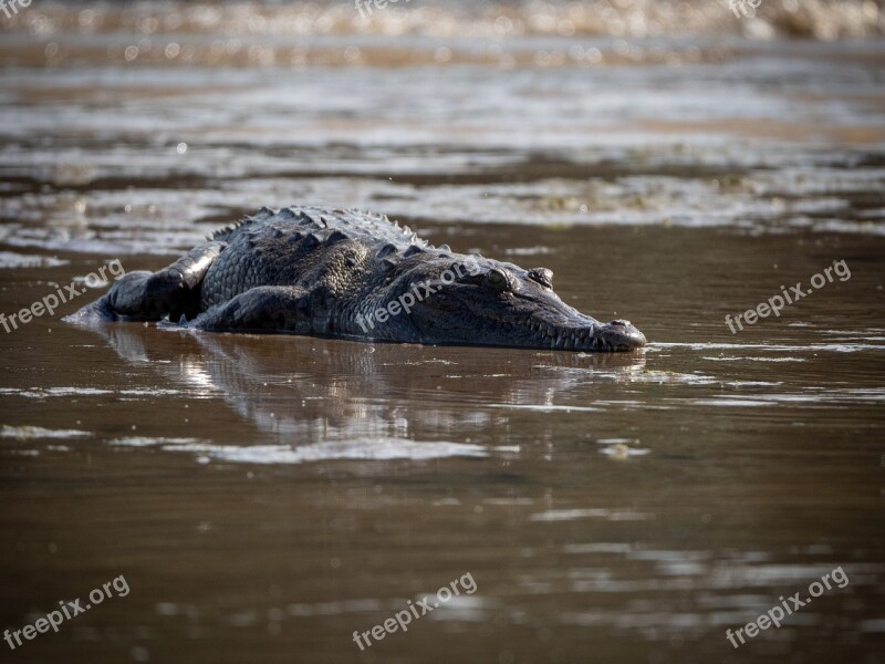 Crocodile Baby Costa Rica Free Photos