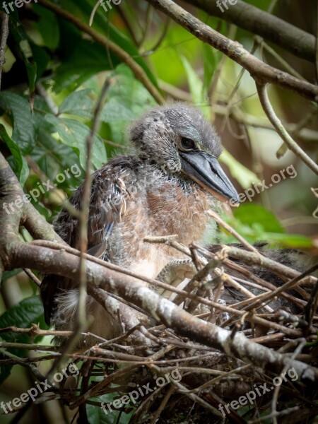 Bird Costa Rica Tortuguero Free Photos