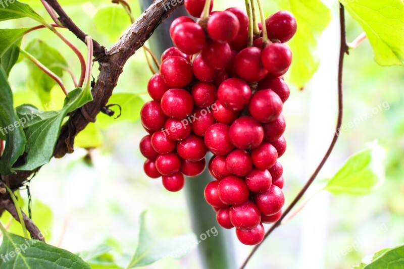 Omija Schizandra Schisandra Drinks Summer