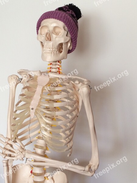 Skeleton Purple Bobble Hat Bones Ribs Free Photos