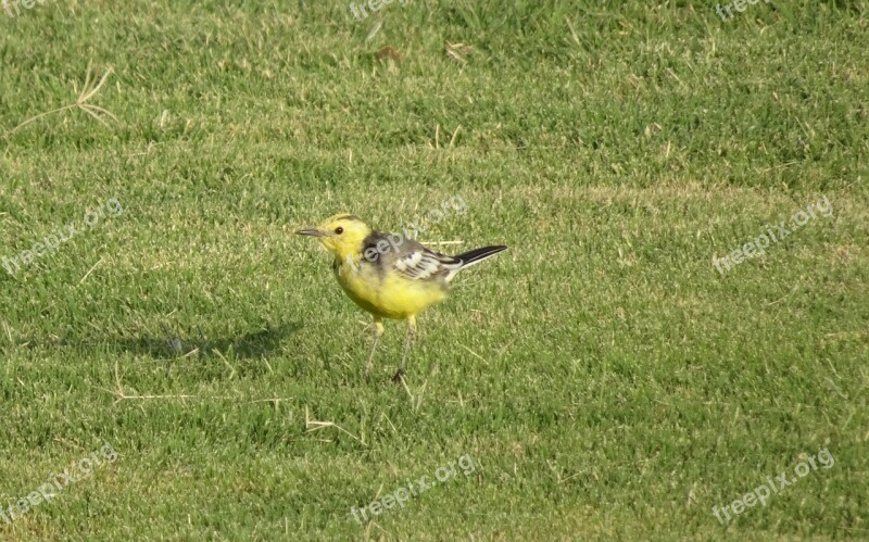 Bird Western Yellow Wagtail Motacilla Flava Passerine Fauna