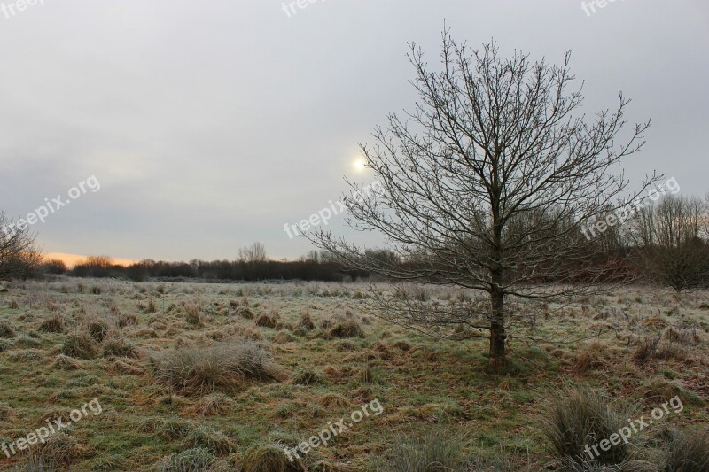 Winter Tree Nature Landscape Cold