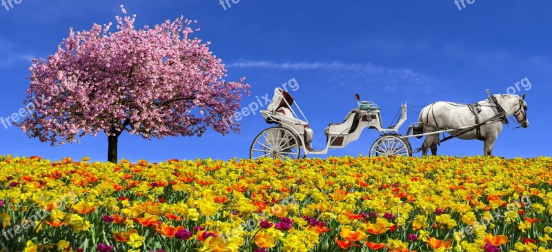 Nature Landscape Emotions Spring Flowers