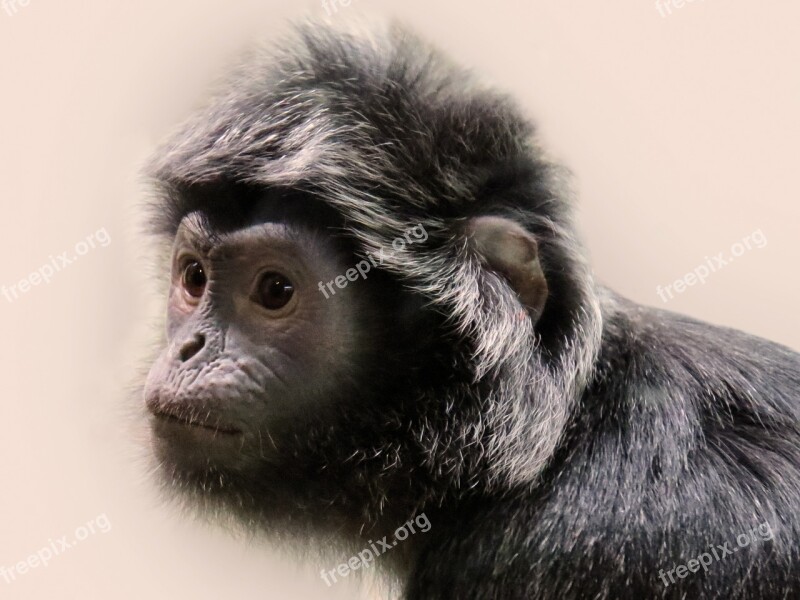 Animal World Monkey Primate Animal Portrait Face