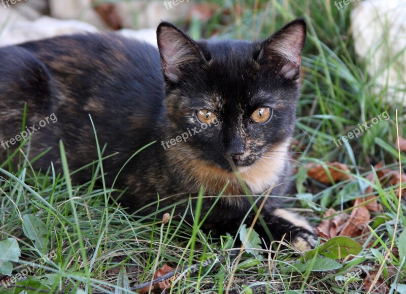 Cat Kitten Colorful Cute Eyes