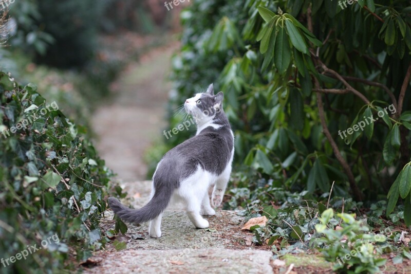 Cat Free Float Nature Psychiatric Domestic Cat