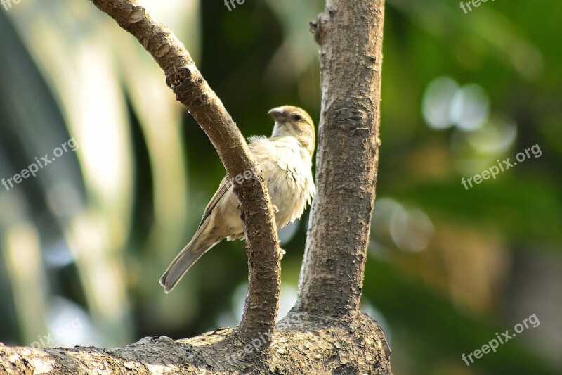 Sparrow Bird On The Tree Bird Natural Skyscraper