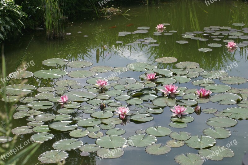 Garden Pond Water Lilies Aquatic Plant Water Flower Pond Plant