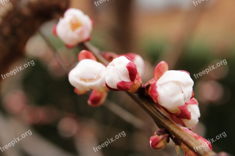 Apricot Tree Tree Apricots Flowers Fruit