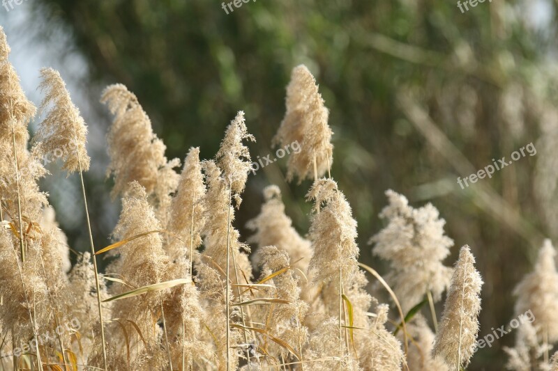 Plants Reed Nature Landscape Bank