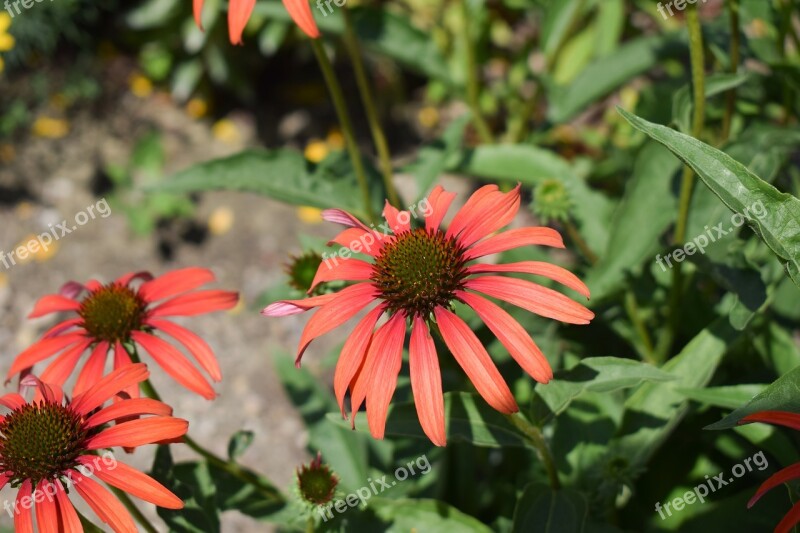 Nature Flower Plant Bee Blossom