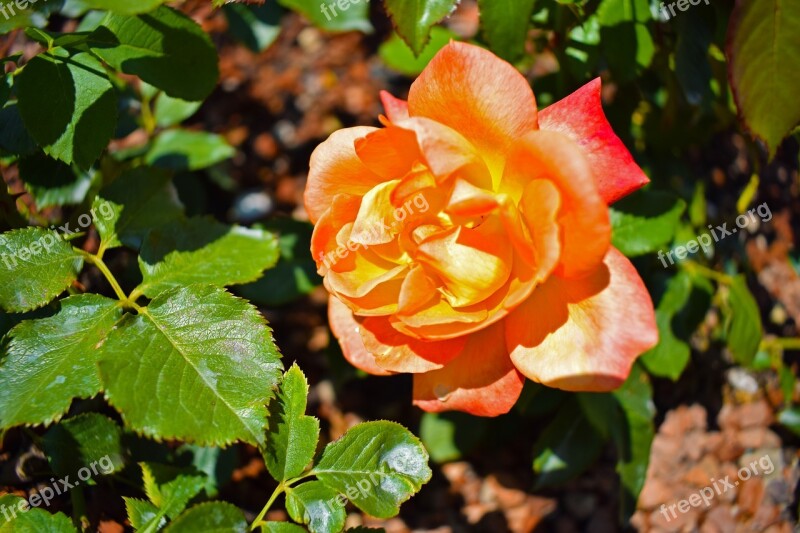 Nature Flower Plant Bee Blossom