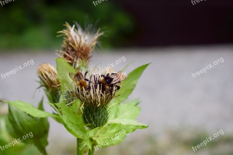 Nature Flower Plant Bee Blossom