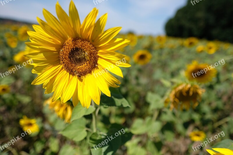 Dresden Sunflower Meadow Nature Elbufer