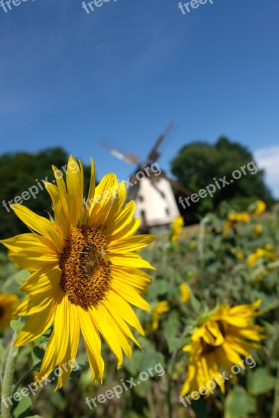 Dresden Windmill Sunflower Meadow Nature