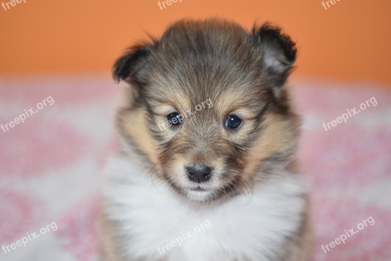 Puppy Portrait Puppy Shetland Sheepdog Dog Bitch Canine