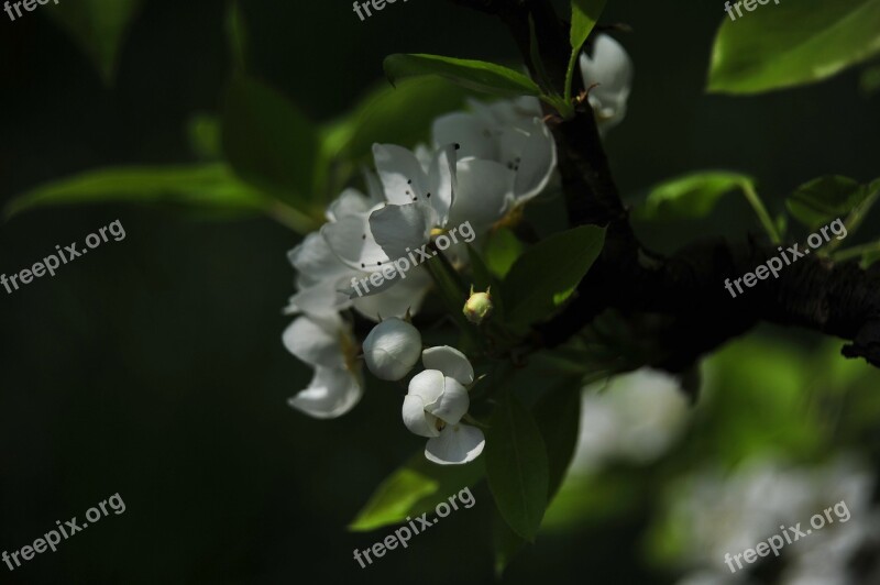 Spring Flowers Nature Flower Floral