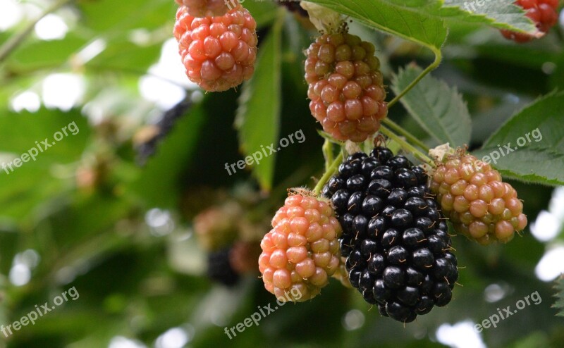 Blackberry Blackberries Berries Health Berry