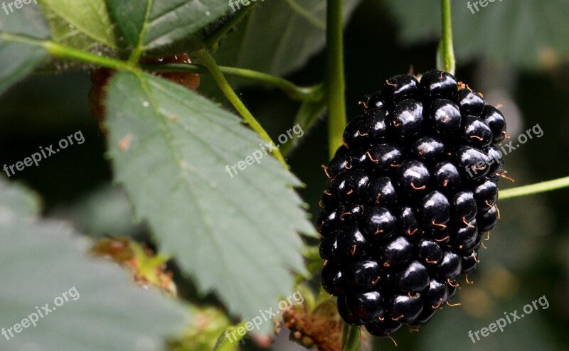 Blackberry Blackberries Berries Health Berry