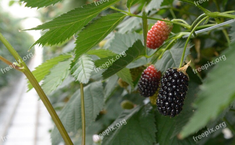 Blackberry Blackberries Berries Health Berry