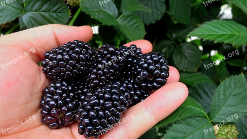 Blackberry Blackberries Berries Health Berry