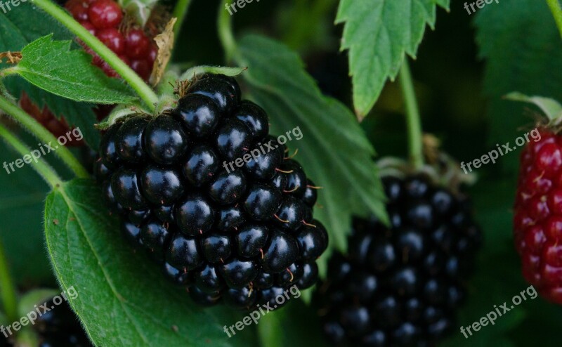 Blackberry Blackberries Berries Health Berry