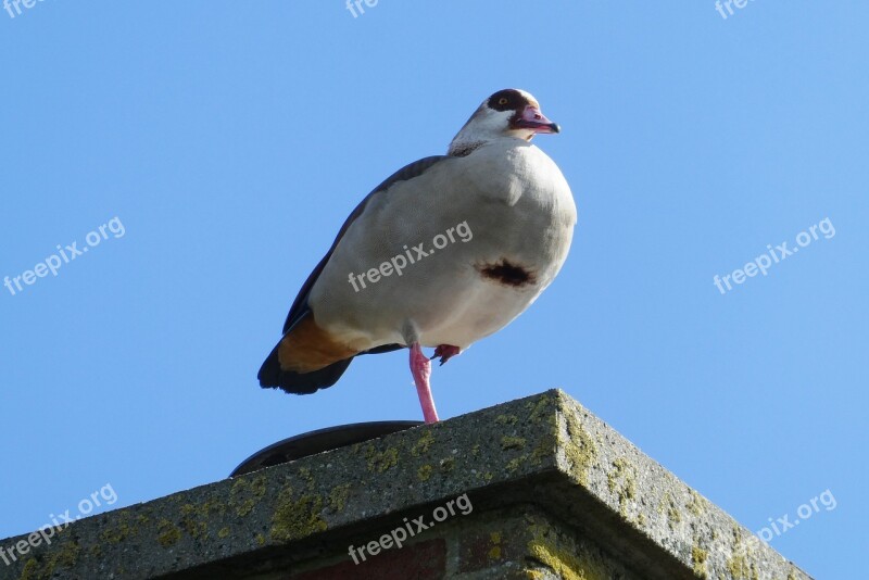 Nile Goose Feathers Chimney Bird Nature