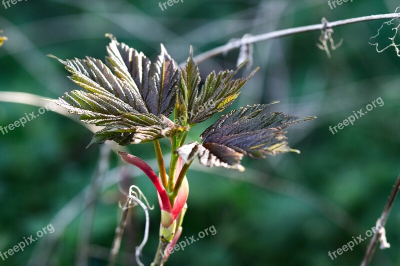 Bud Leaves Birth Spring Nature